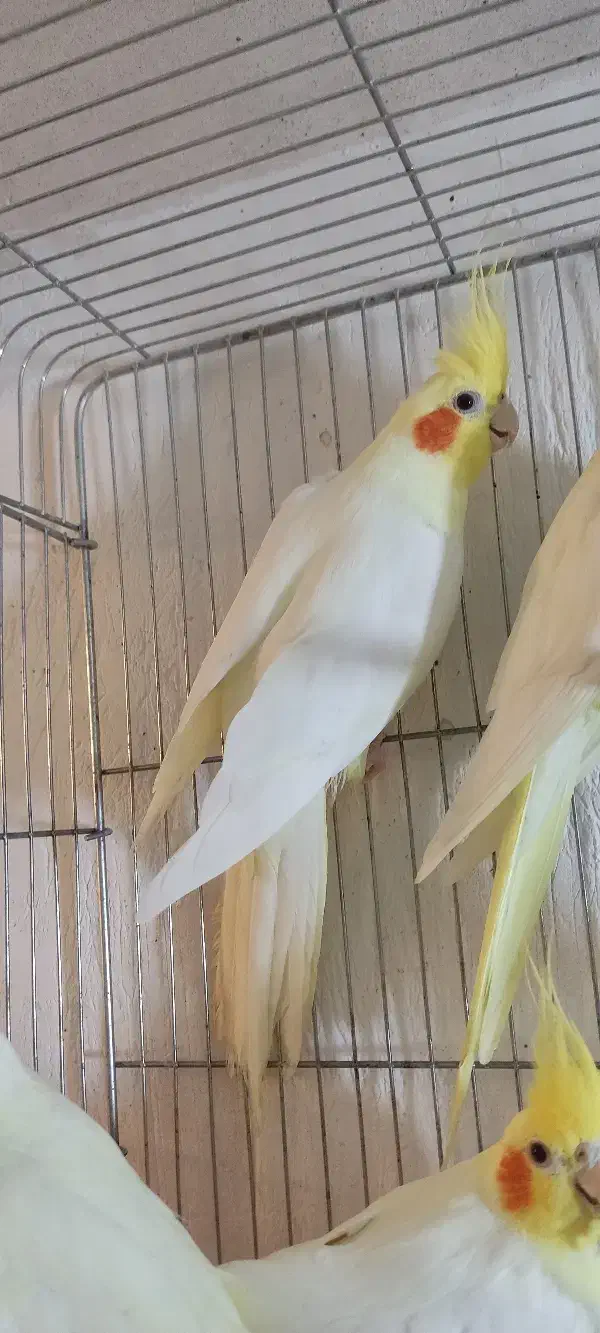 عروس هلندی با کیفیت لوتینو یکساله به بالا|پرنده|شاهینشهر, فیض|دیوار