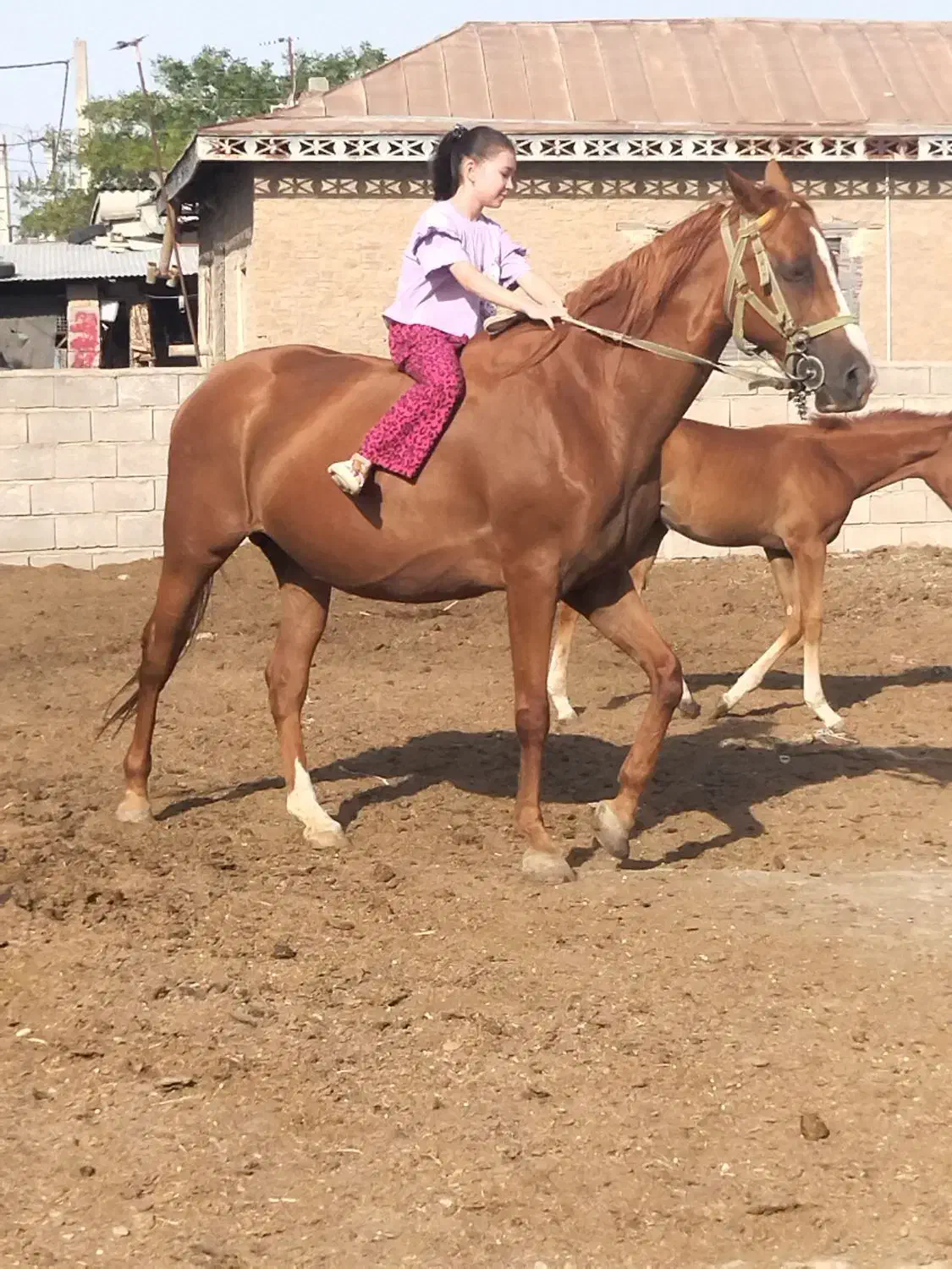 مادیان دوخون نژاد دوخون|اسب و تجهیزات اسب‌سواری|گنبد کاووس, |دیوار