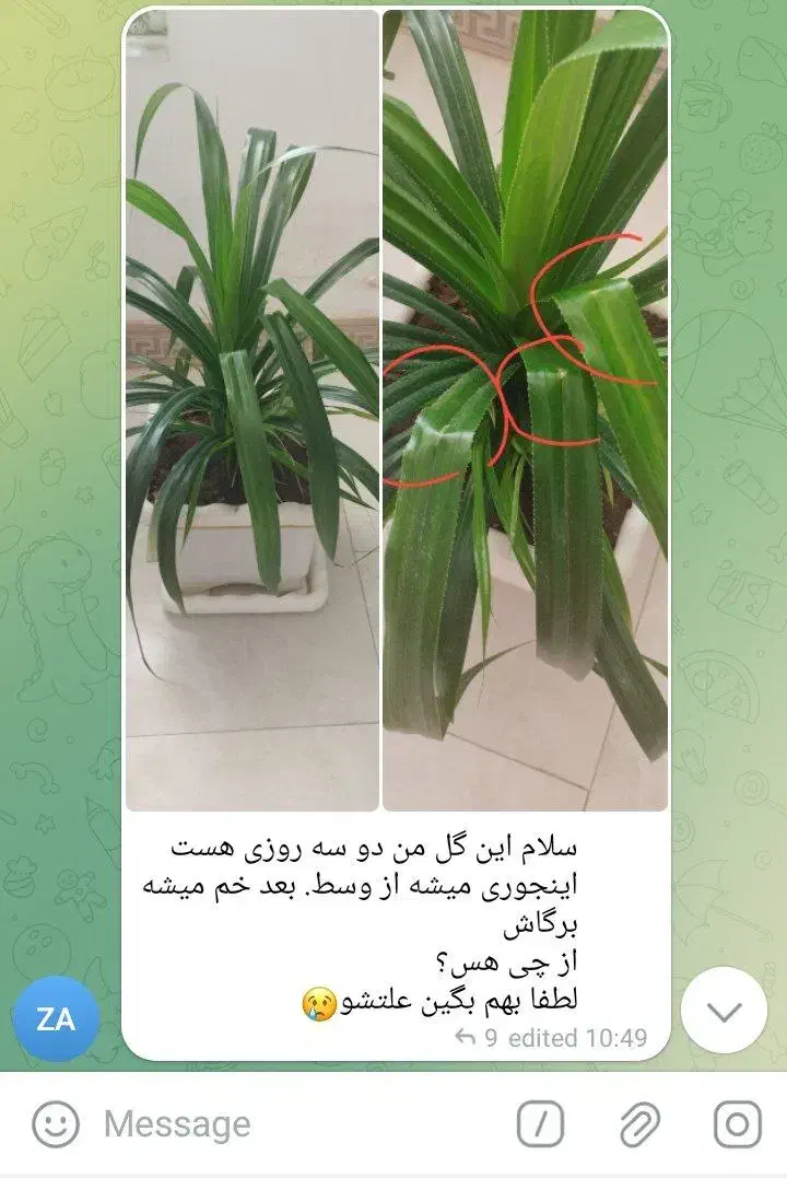 خدمات حرفه ای گل، گلدان، خاک و فضای سبز|گل و گیاه طبیعی|بجنورد, |دیوار