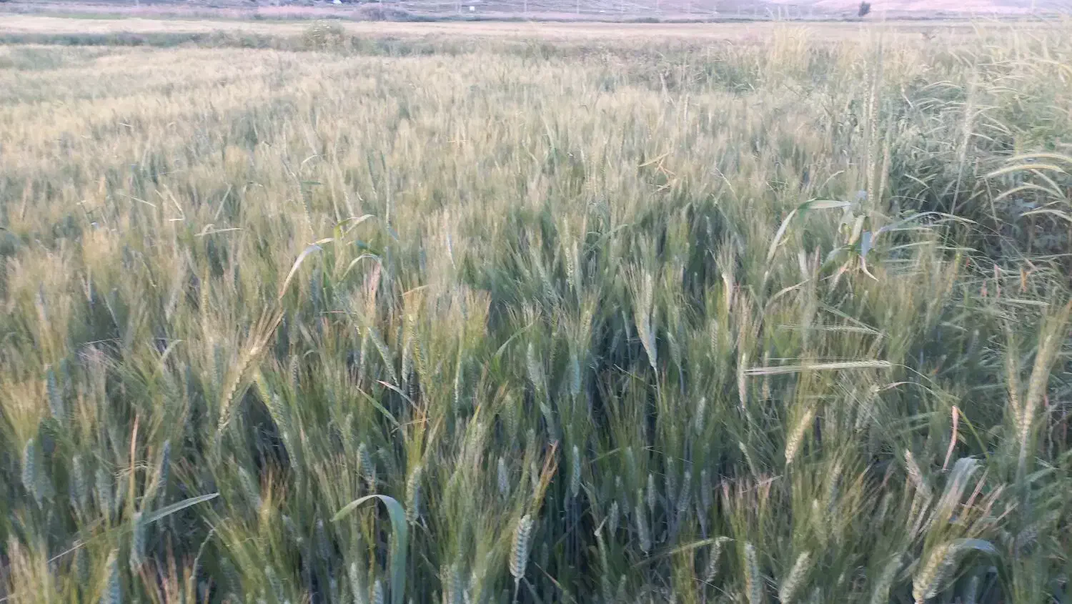 گندم دهدشت|حیوانات مزرعه|سرپل ذهاب, |دیوار