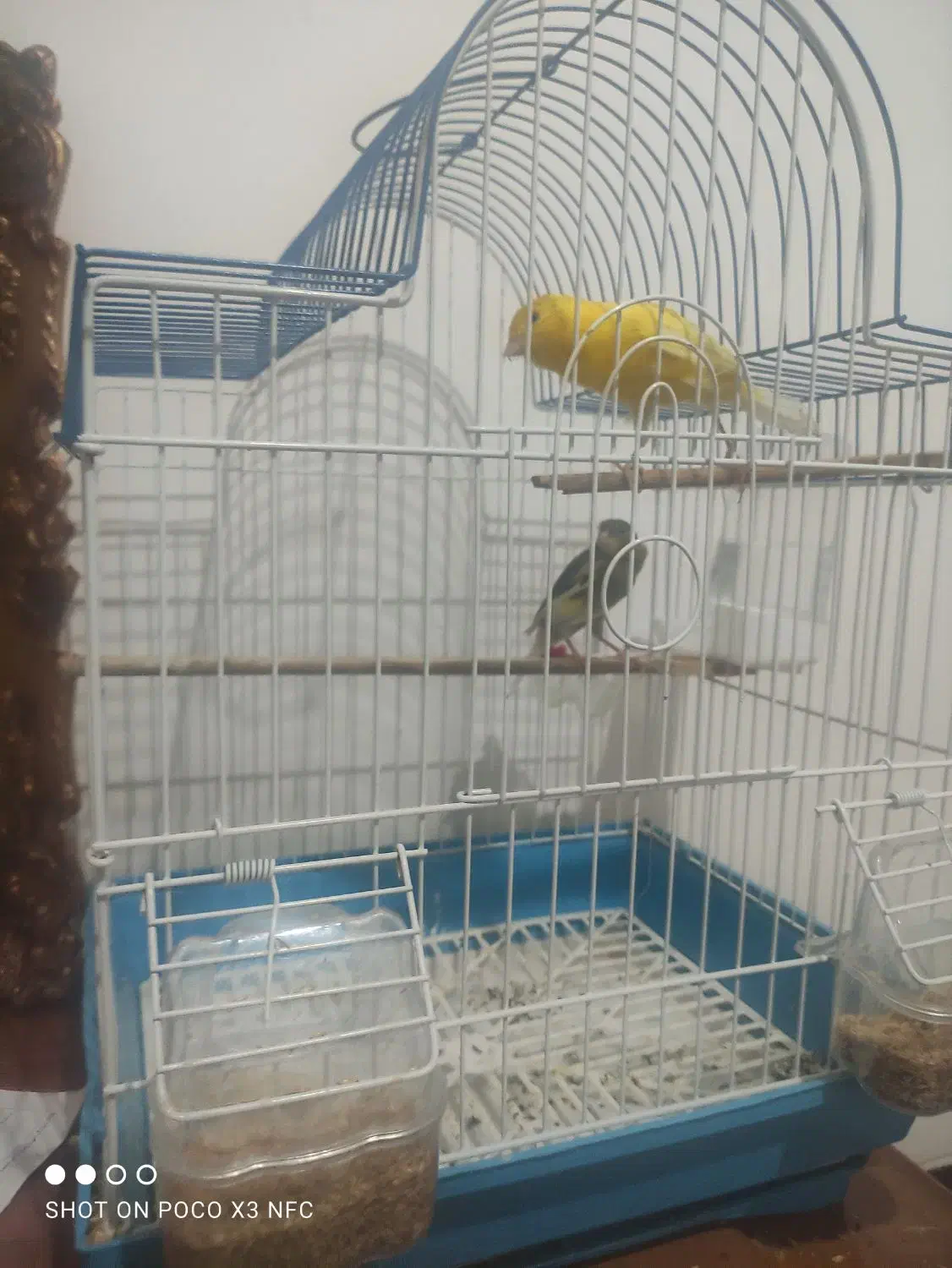 یه جفت قناری|پرنده|مرودشت, فاز دوم شهرک فرهنگیان|دیوار