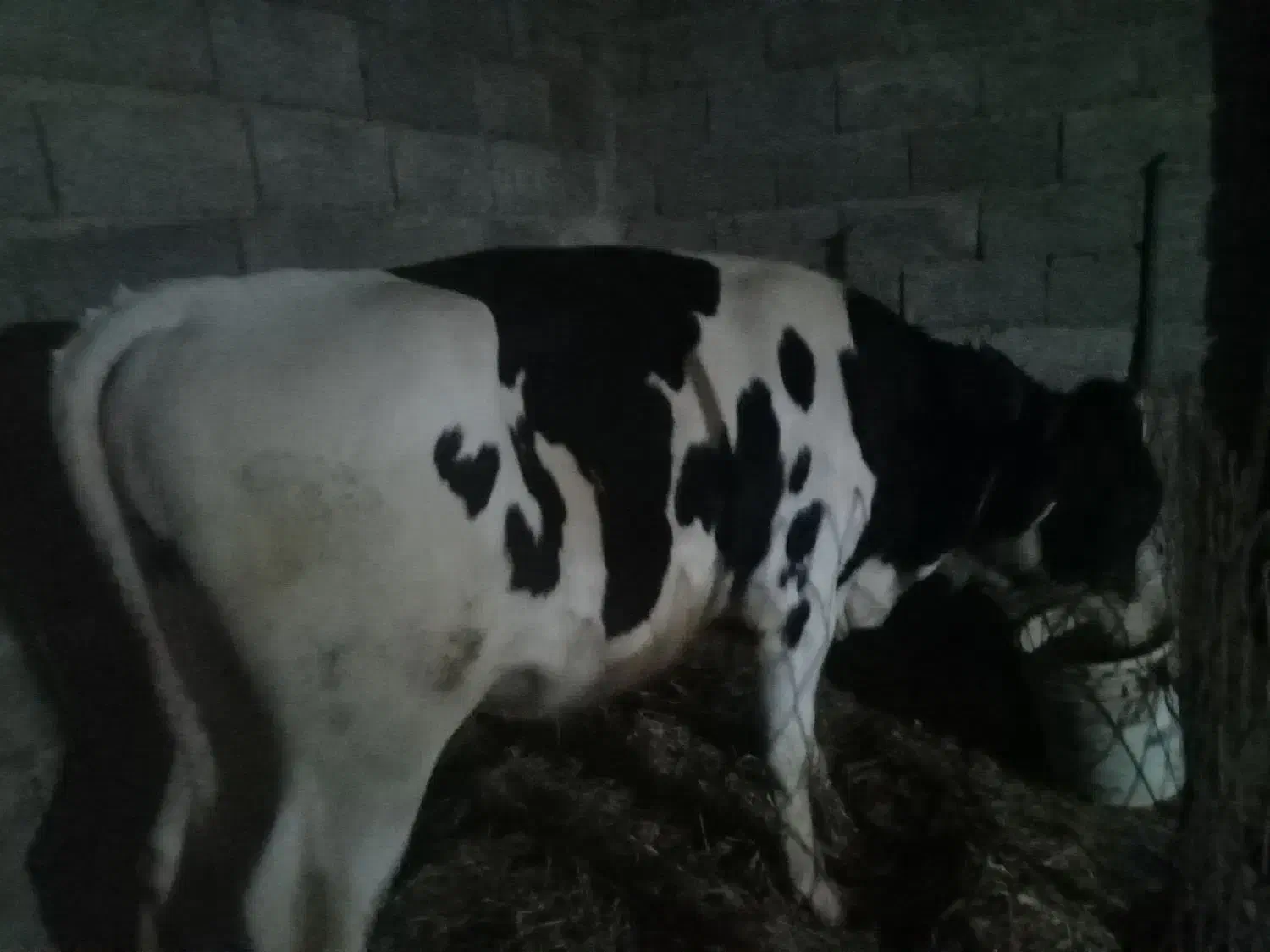 گوساله نر سیمینتال|حیوانات مزرعه|رودبنه, |دیوار