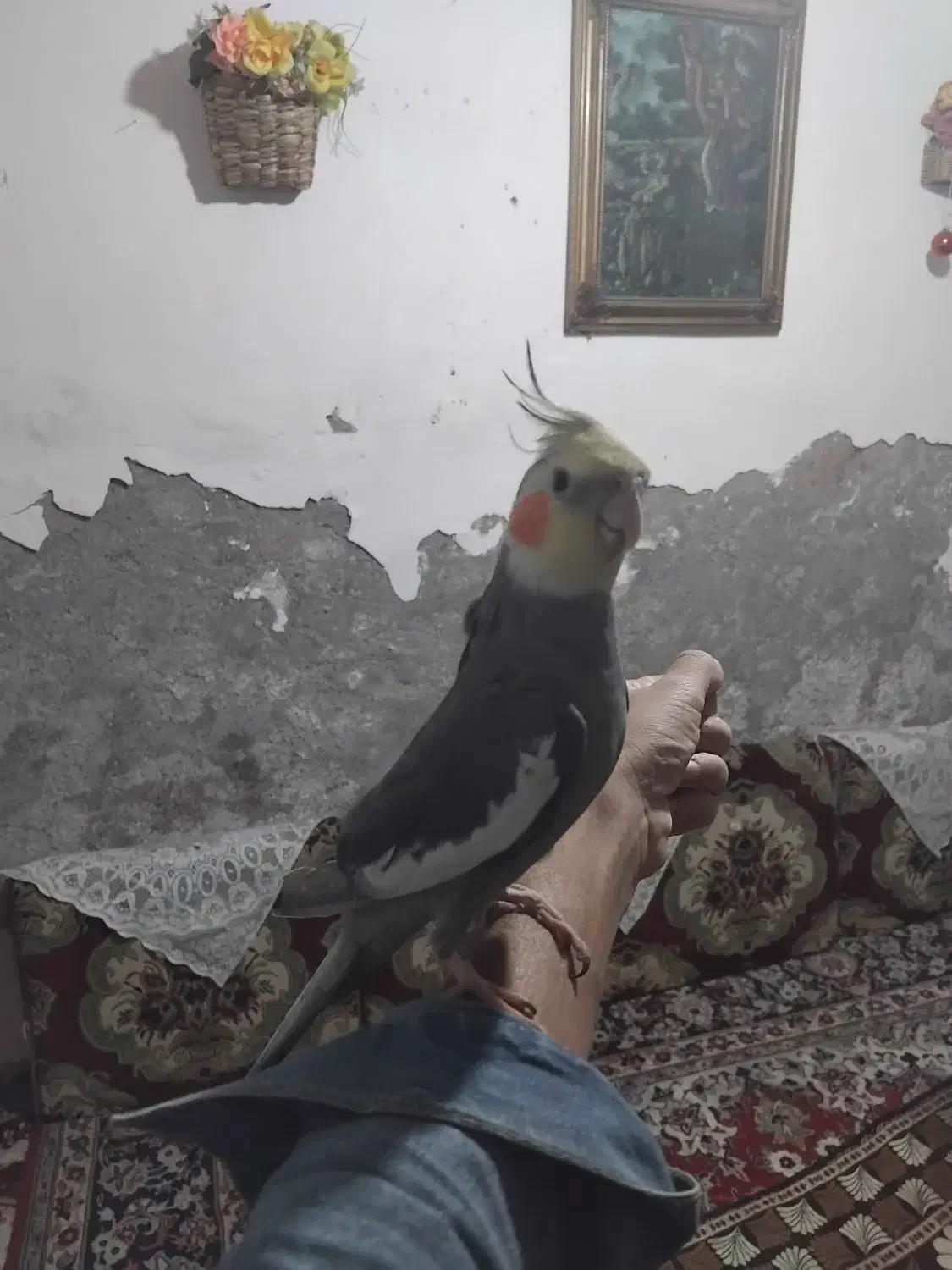 عروس هلندی|حیوانات|آبادان, |دیوار