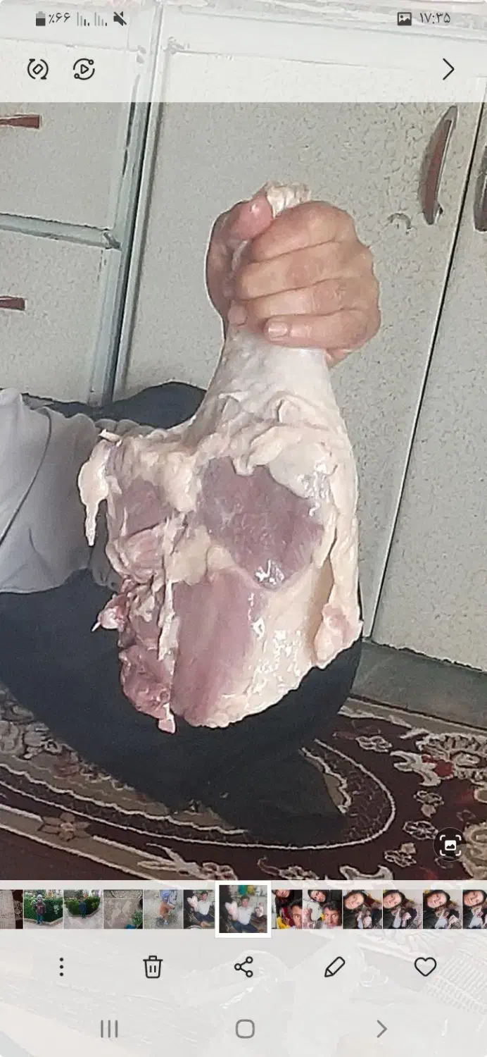 بوقلمون بیوتیک|حیوانات مزرعه|چهاردولی, |دیوار