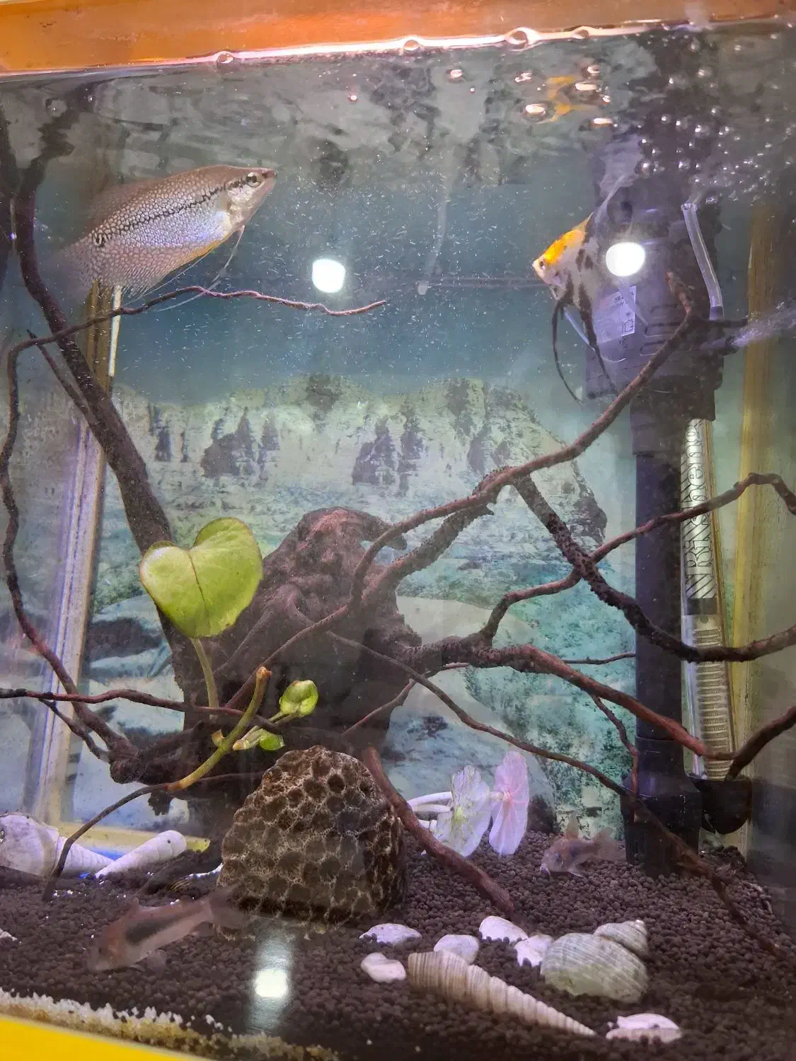 آکواریوم|ماهی|صدرا-فارس, فاز ۱|دیوار