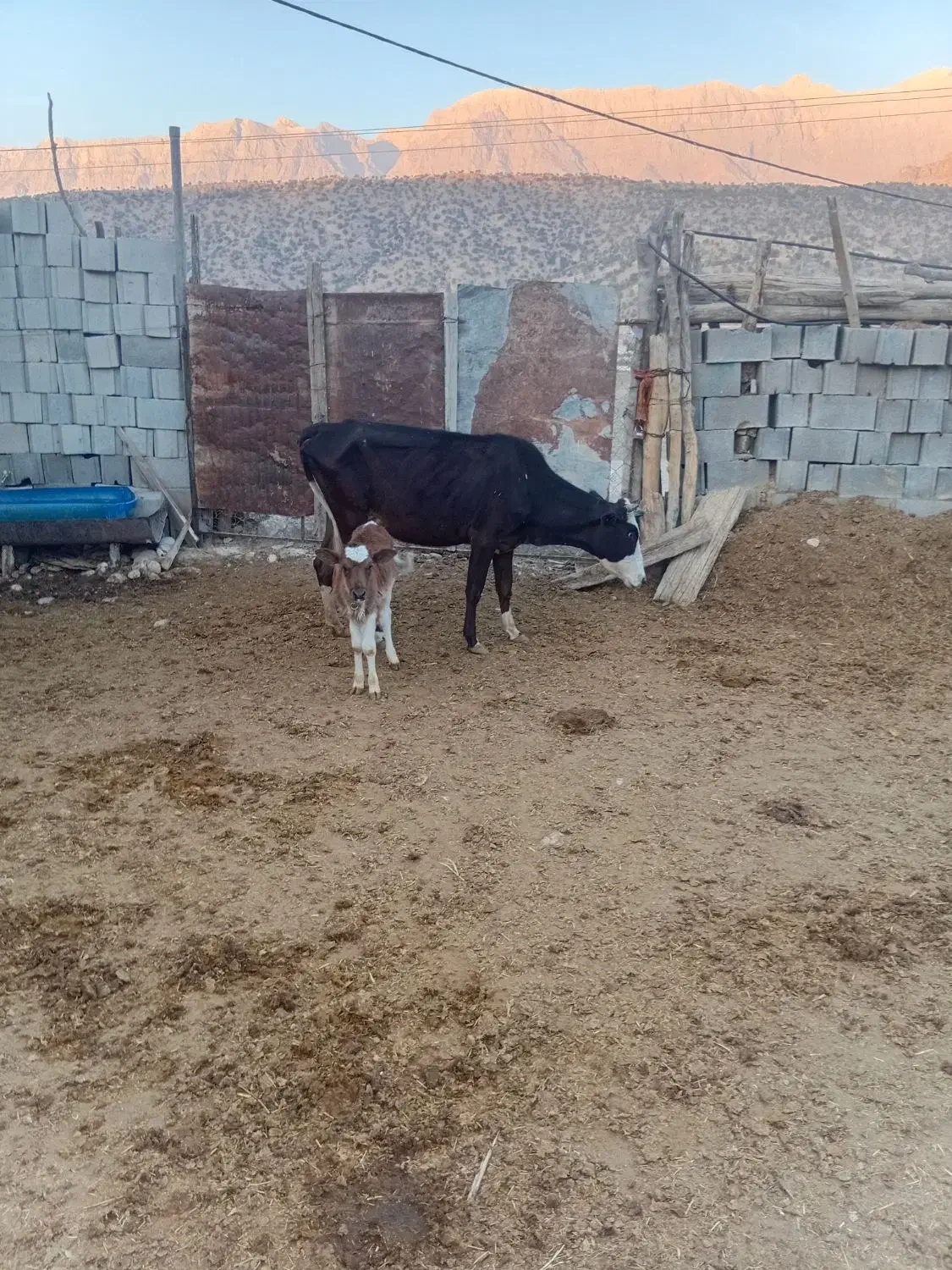 گاوهای جوان|حیوانات مزرعه|قم, تولید دارو و یخچال|دیوار