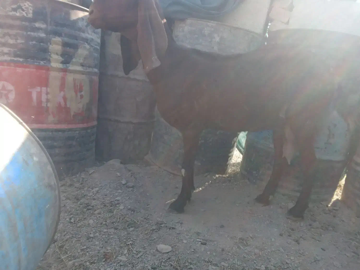 بز نسل دار تازه آبستن یک یک ونیم ماهش هس|حیوانات مزرعه|سیب و سوران, |دیوار