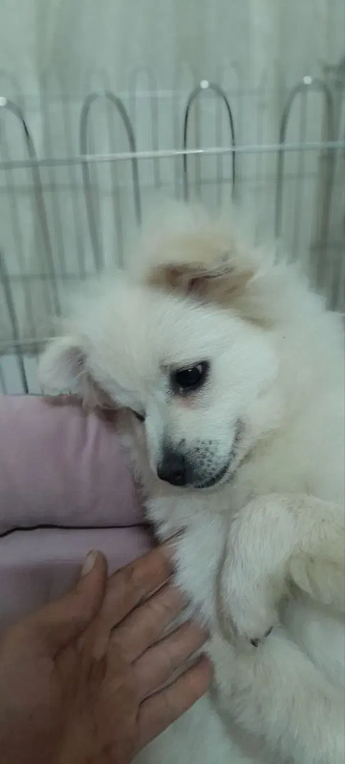 واگذاری سگ|سگ|چناران, |دیوار