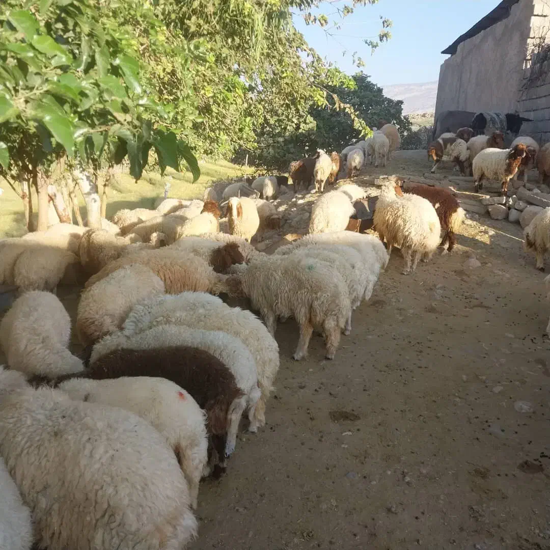 ۹۰عدد بره|حیوانات مزرعه|اهواز, بهارستان|دیوار