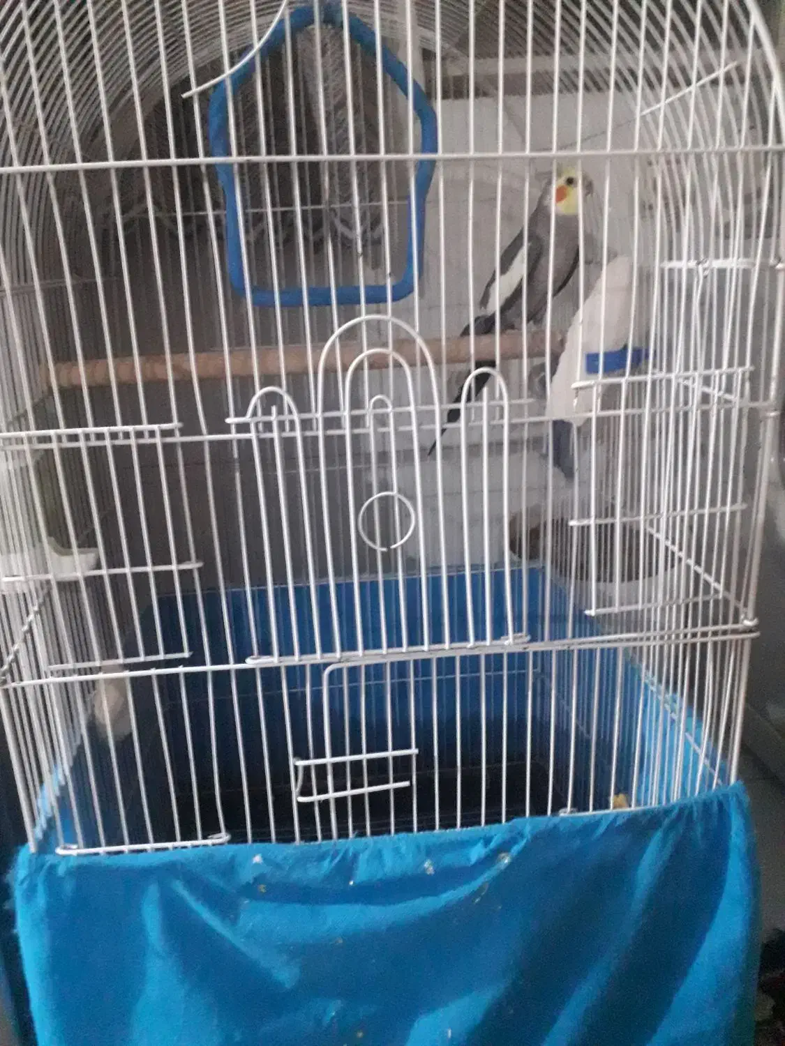 عروس هلندی نر|پرنده|محمدشهر, محمدشهر|دیوار