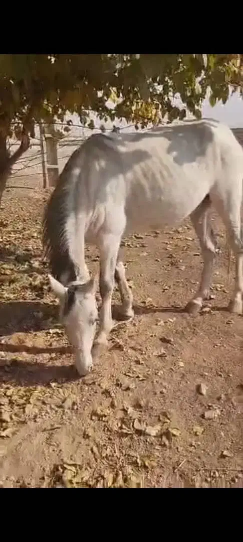 اسب مادیون سه سال|اسب و تجهیزات اسب‌سواری|پیشوا, |دیوار