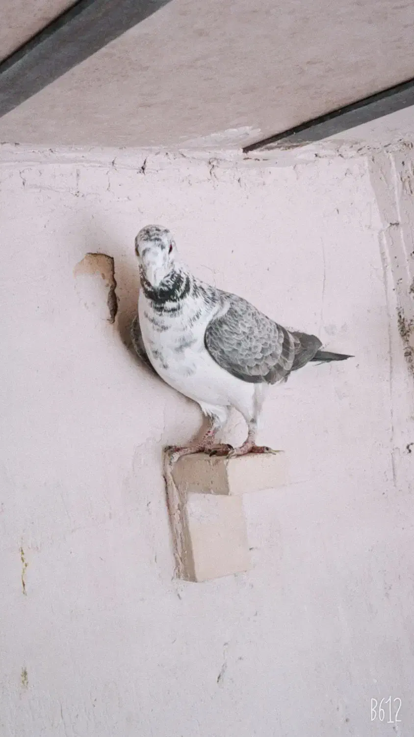 ماده بزک سینه سفید|پرنده|شیراز, شهرک ترکان|دیوار