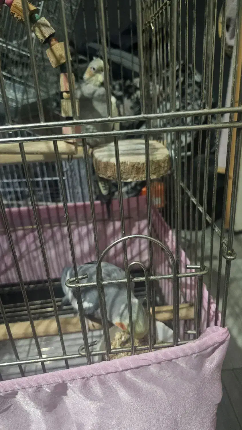 عروس هلندی جفت خورده|پرنده|تهران, جوانمردان (اندیشه)|دیوار