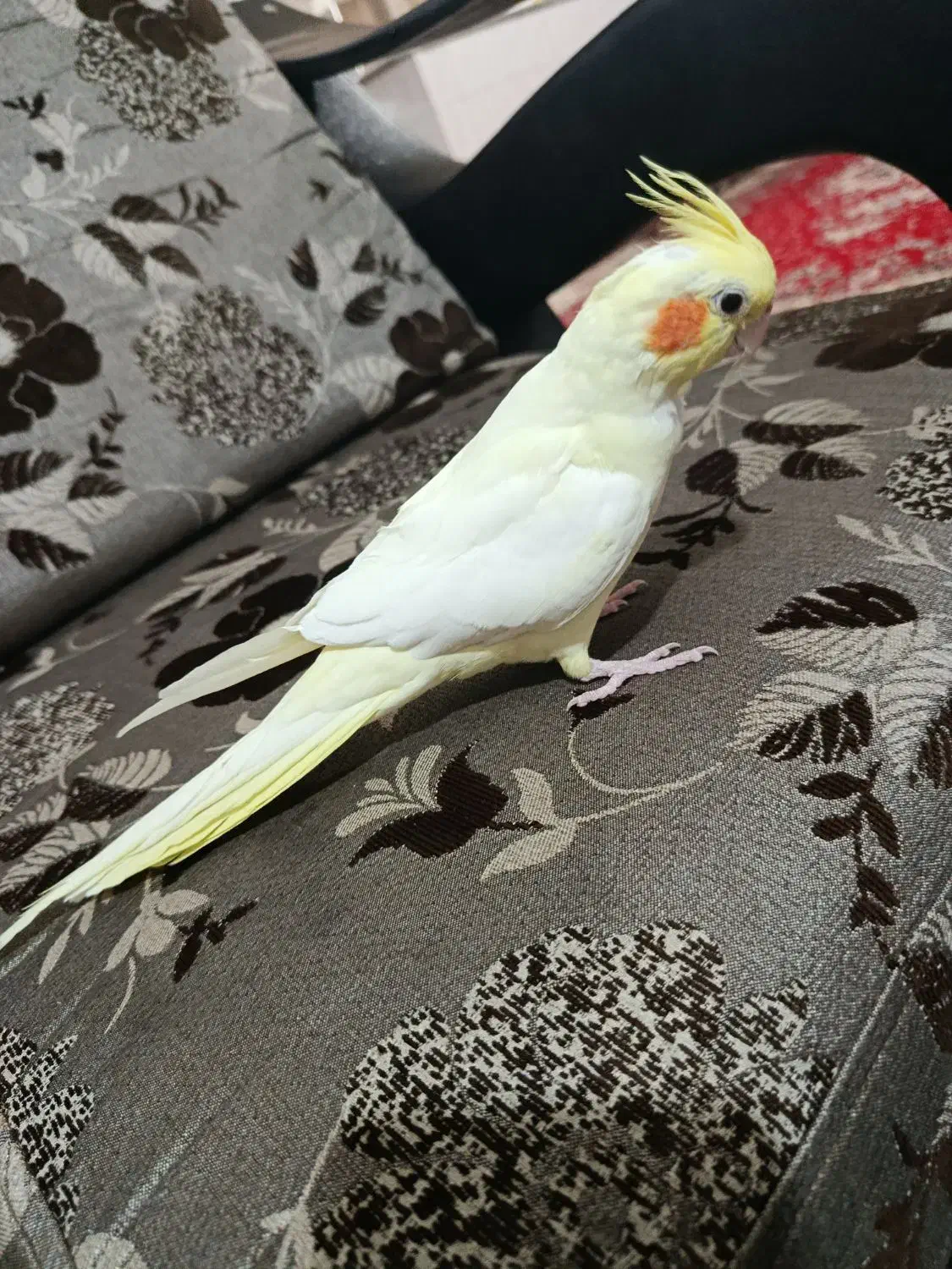 لوتینوماده دستی|پرنده|اصفهان, سودان|دیوار