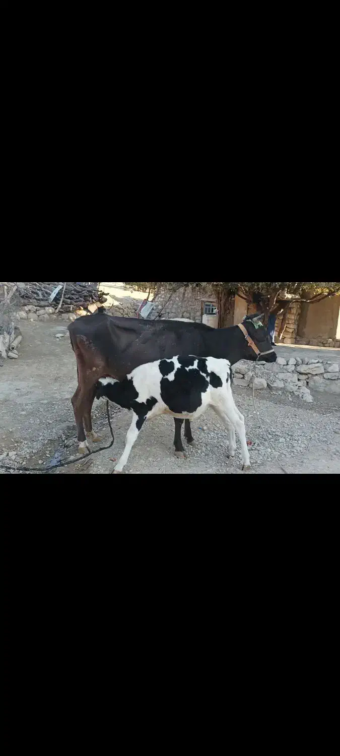 گاوسوئسی باگوساله نر نژاد هلشتاین|حیوانات مزرعه|پاپی, |دیوار