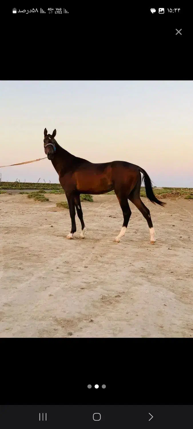 اسب ترکمن آخال تکه|اسب و تجهیزات اسب‌سواری|احمدسرگوراب, |دیوار