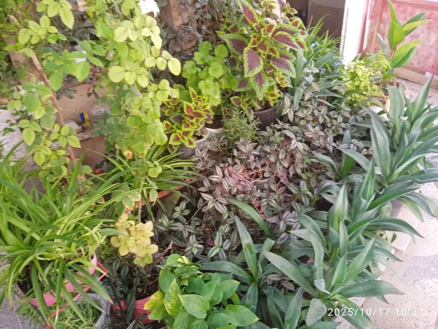 گل فروشی|گل و گیاه طبیعی|فسا, |دیوار