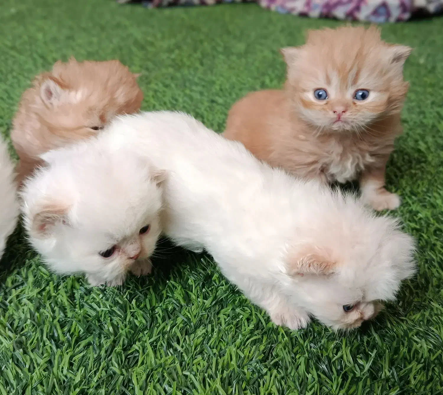 فروش گربه|گربه|بوکان, |دیوار