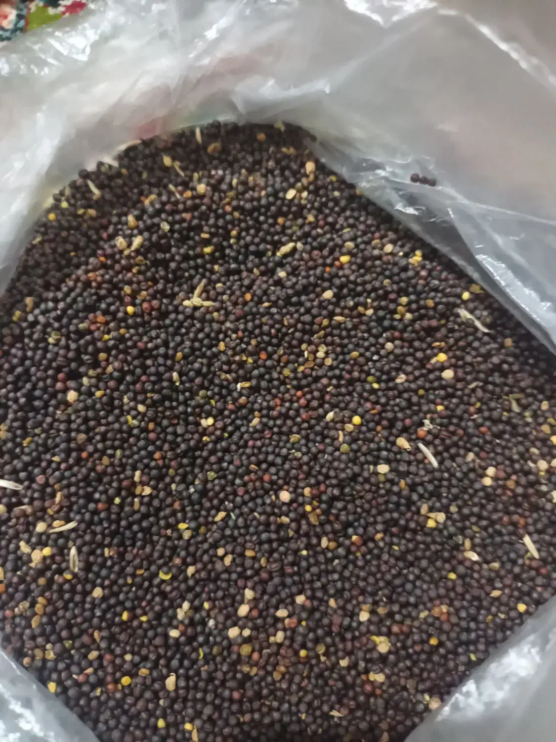 بذر کلزا|گل و گیاه طبیعی|گنبد کاووس, |دیوار