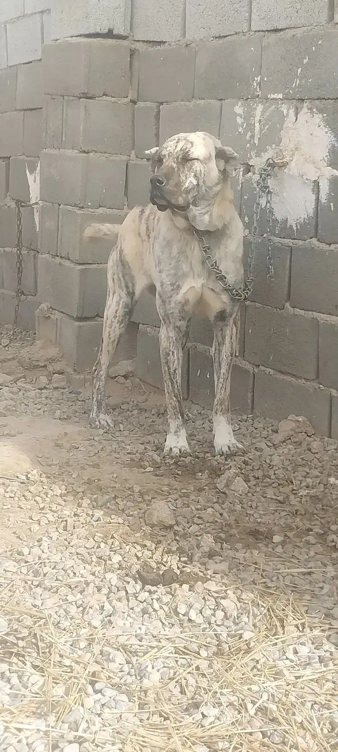 سگ ماده نر توله نگهبان واگذاری جانواری گله ای|سگ|جوادآباد, |دیوار