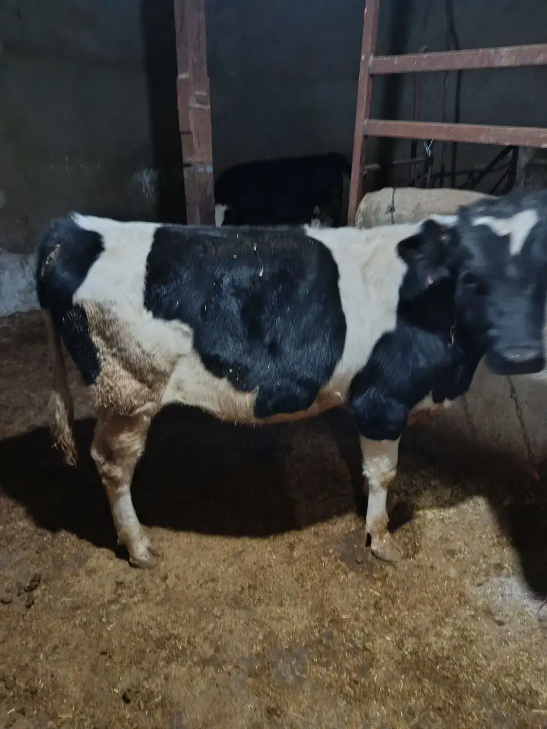 گوساله نر|حیوانات مزرعه|کبودرآهنگ, |دیوار