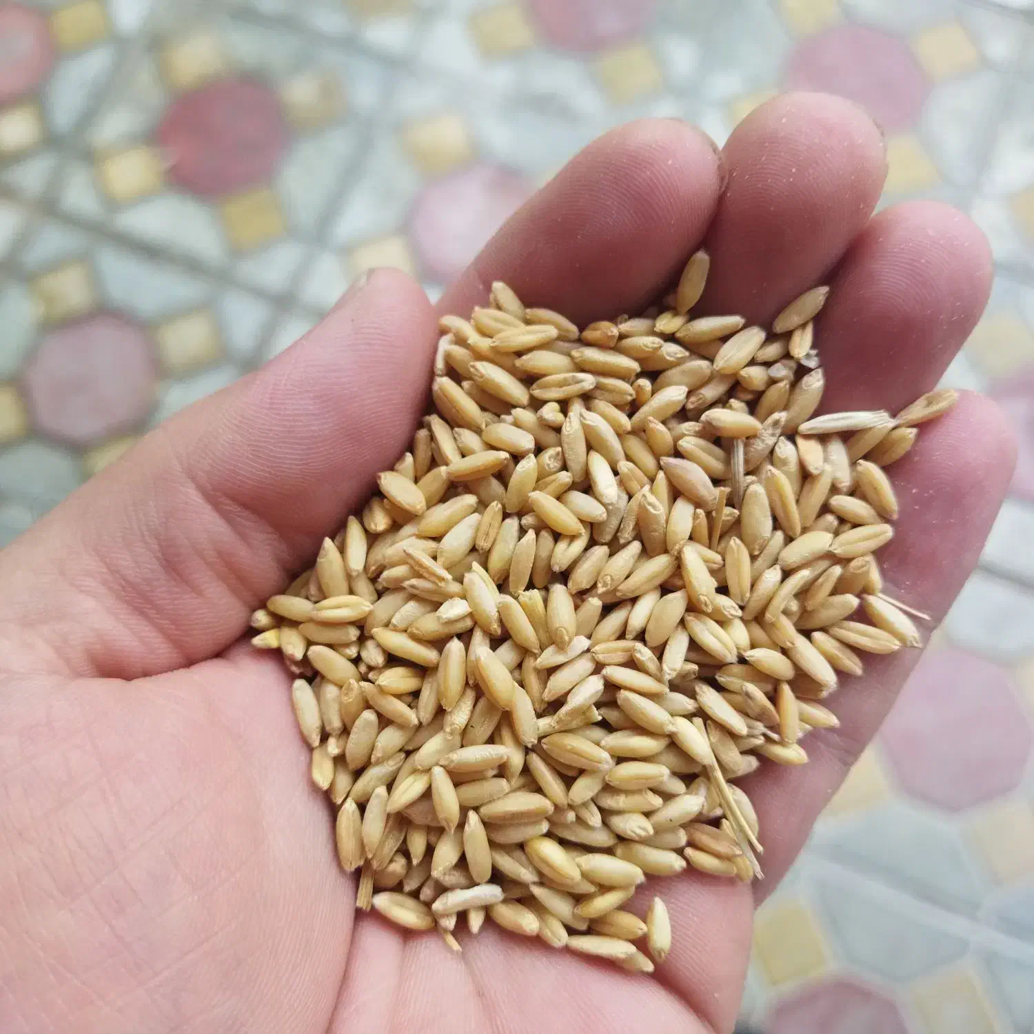 بذرگندم درشت وقابل کشت|خدمات باغبانی و درختکاری|مراغه, |دیوار