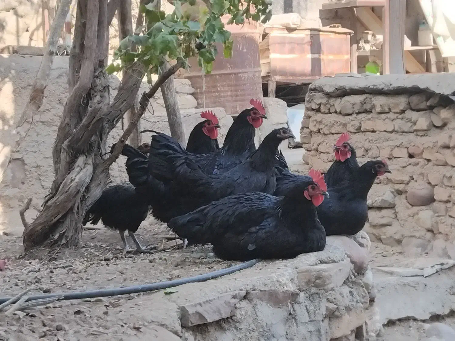 خروس تمام سیاه جوان ارگانیک خانگی|حیوانات مزرعه|تهران, شهرک امام خمینی|دیوار