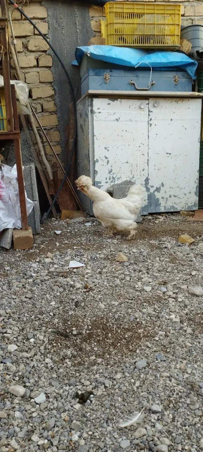 مرغ سلطان|حیوانات مزرعه|مرودشت, استادیوم‎|دیوار