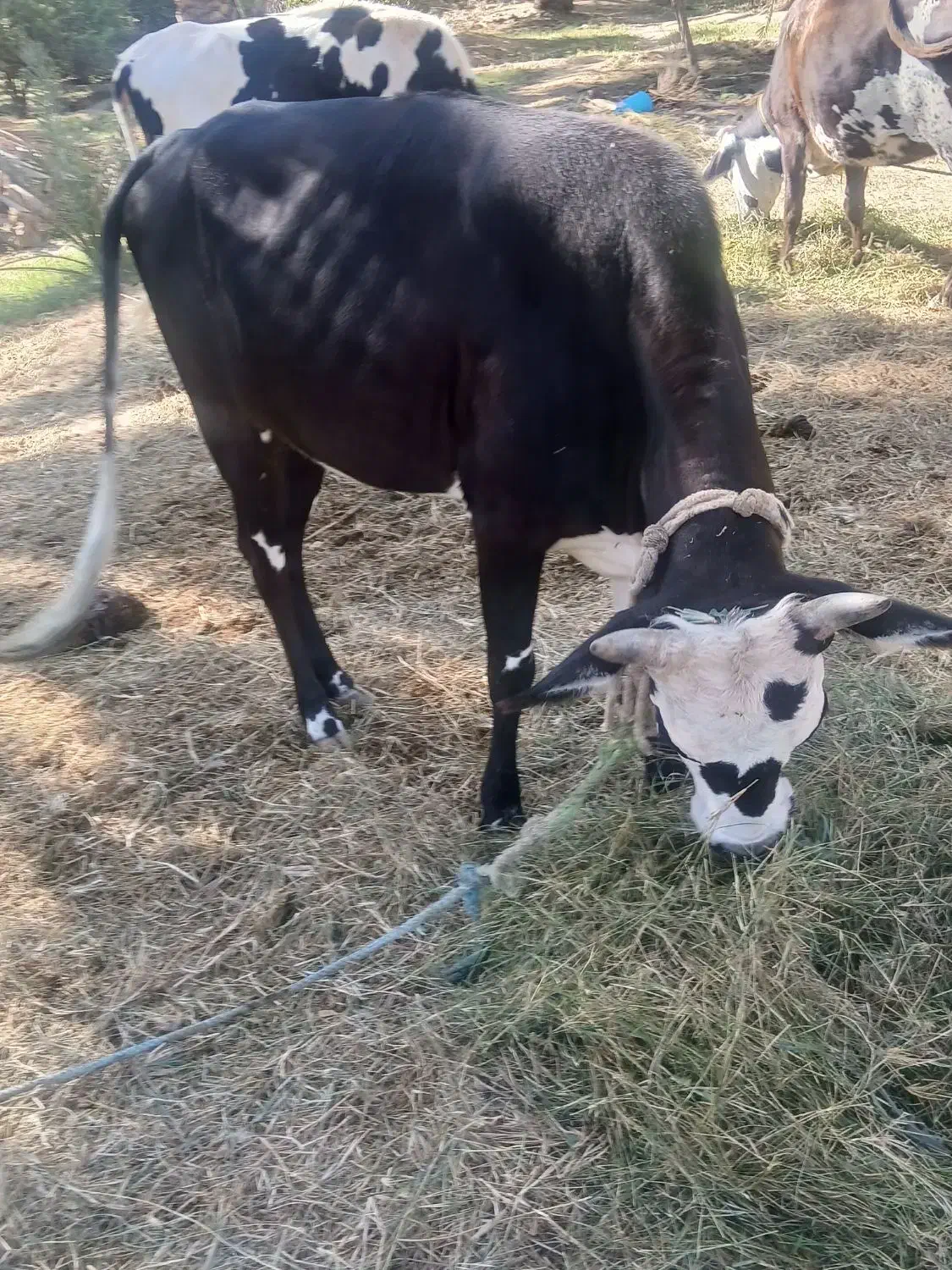 گاو ماده چاق هشتاد ملیون قیمت|حیوانات مزرعه|سندرک, |دیوار