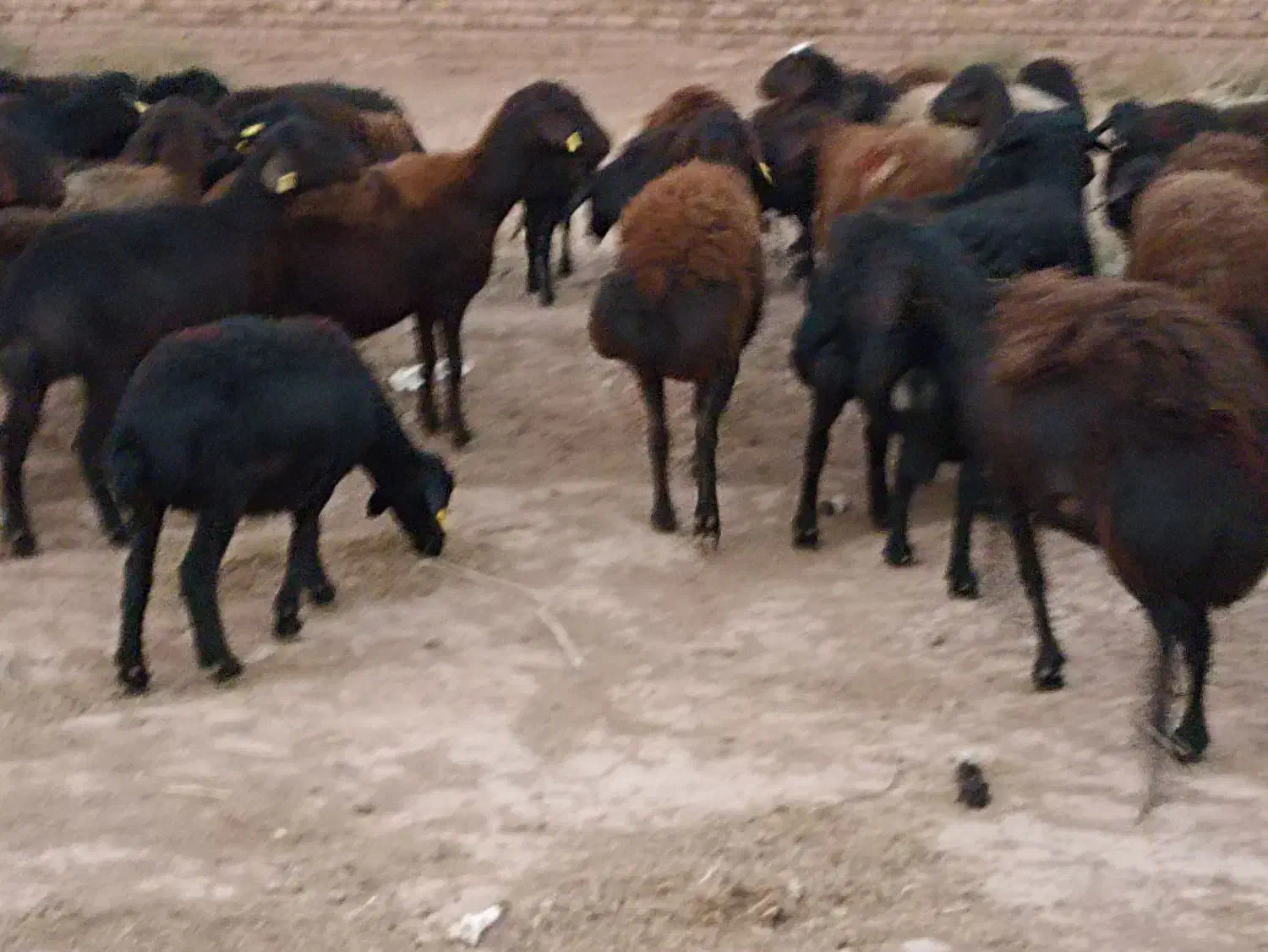 40راس کاور۲دندان  فروشی|حیوانات مزرعه|مشهد, آبکوه|دیوار