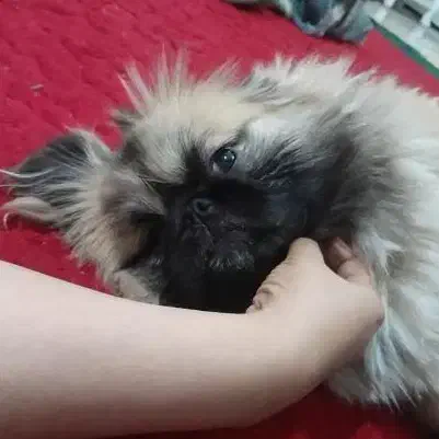 ۳ توله پا کوتاه و نر بالغ پیکینیز|سگ|فاضل آباد, |دیوار