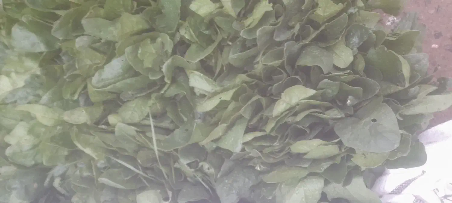 اسفناج آماده|خوردنی و آشامیدنی|خان ببین, |دیوار