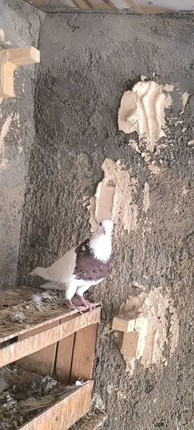 طوقی درجه یک|پرنده|کارون, |دیوار