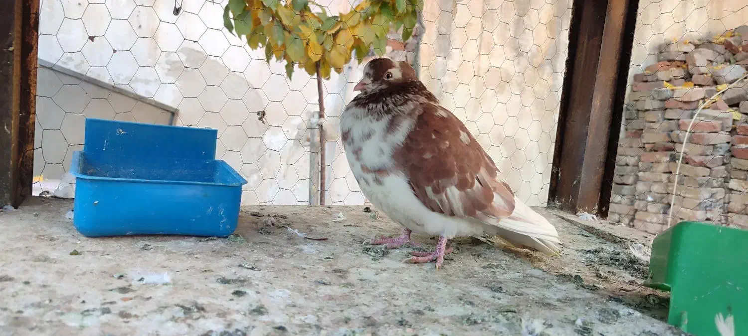 نر تهرانی کاشانی چشم دو رنگ|پرنده|دورود, |دیوار