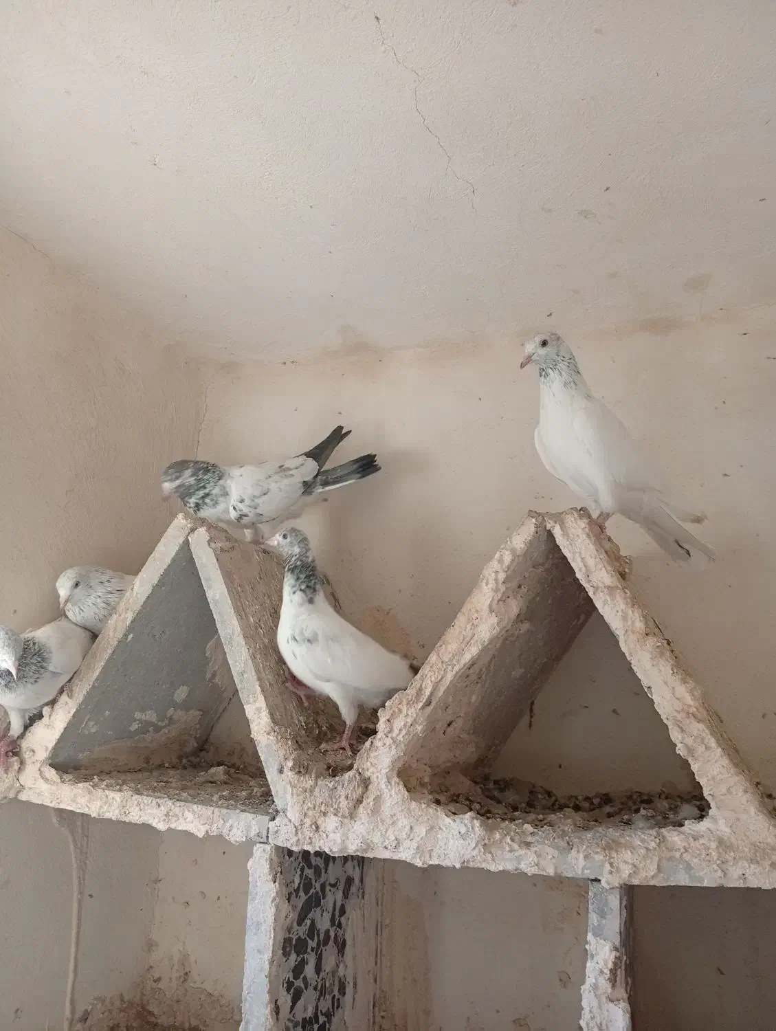 پنج عدد کبوتر فروشی|پرنده|میناب, |دیوار