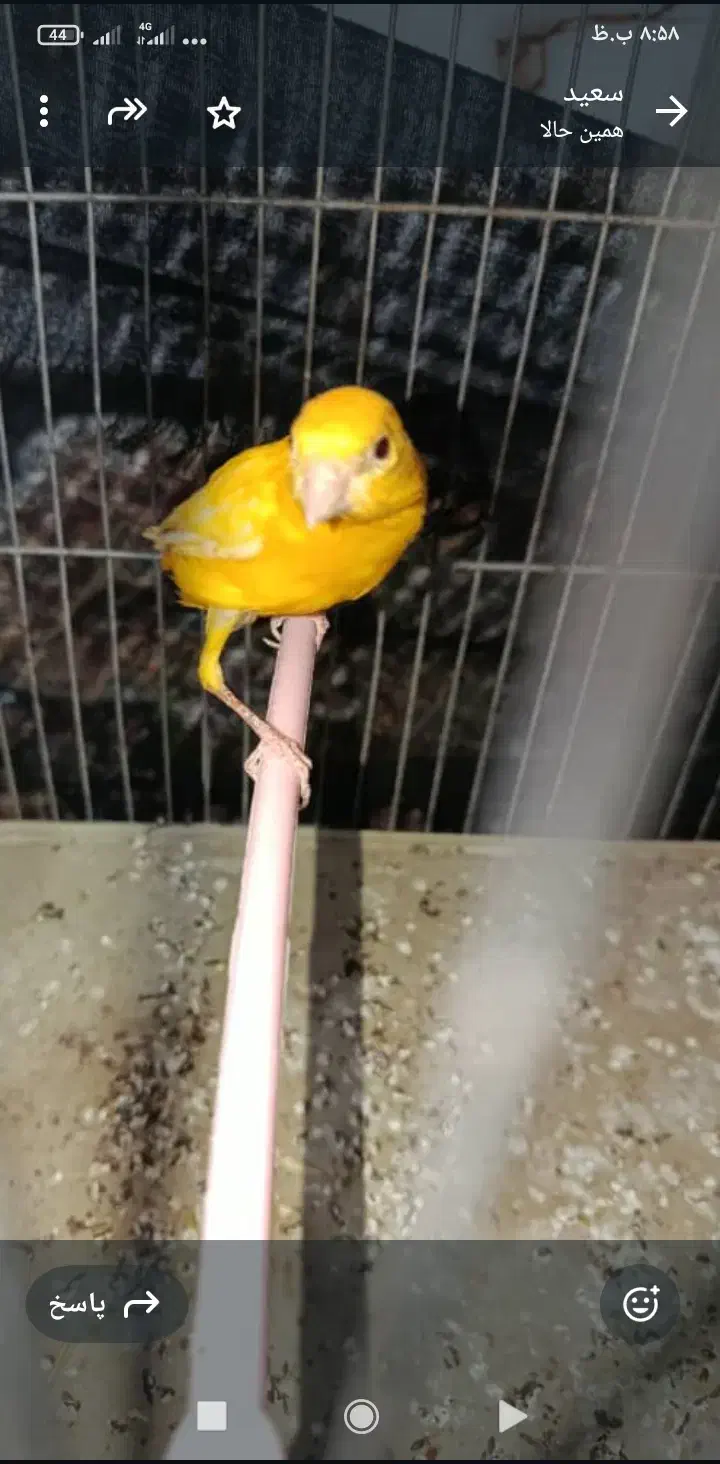 قناری نر|پرنده|مرودشت, کناره|دیوار