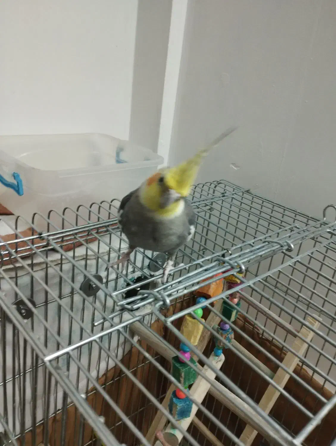 عروس هلندی نر1سالونیمه کارداده مست مست|پرنده|قم, انصارالحسین|دیوار