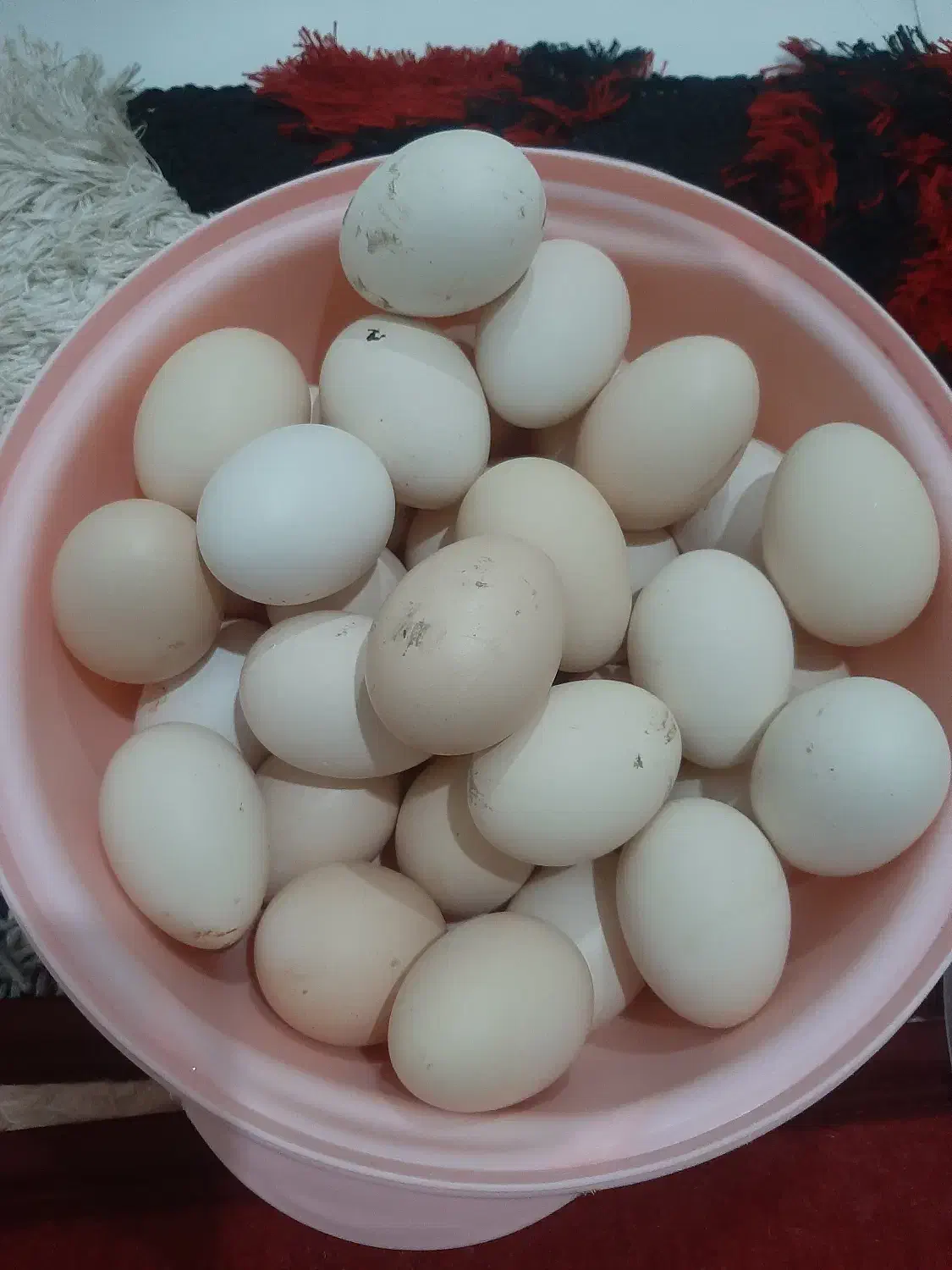 تخم مرغ محلی|خوردنی و آشامیدنی|شوشتر, |دیوار