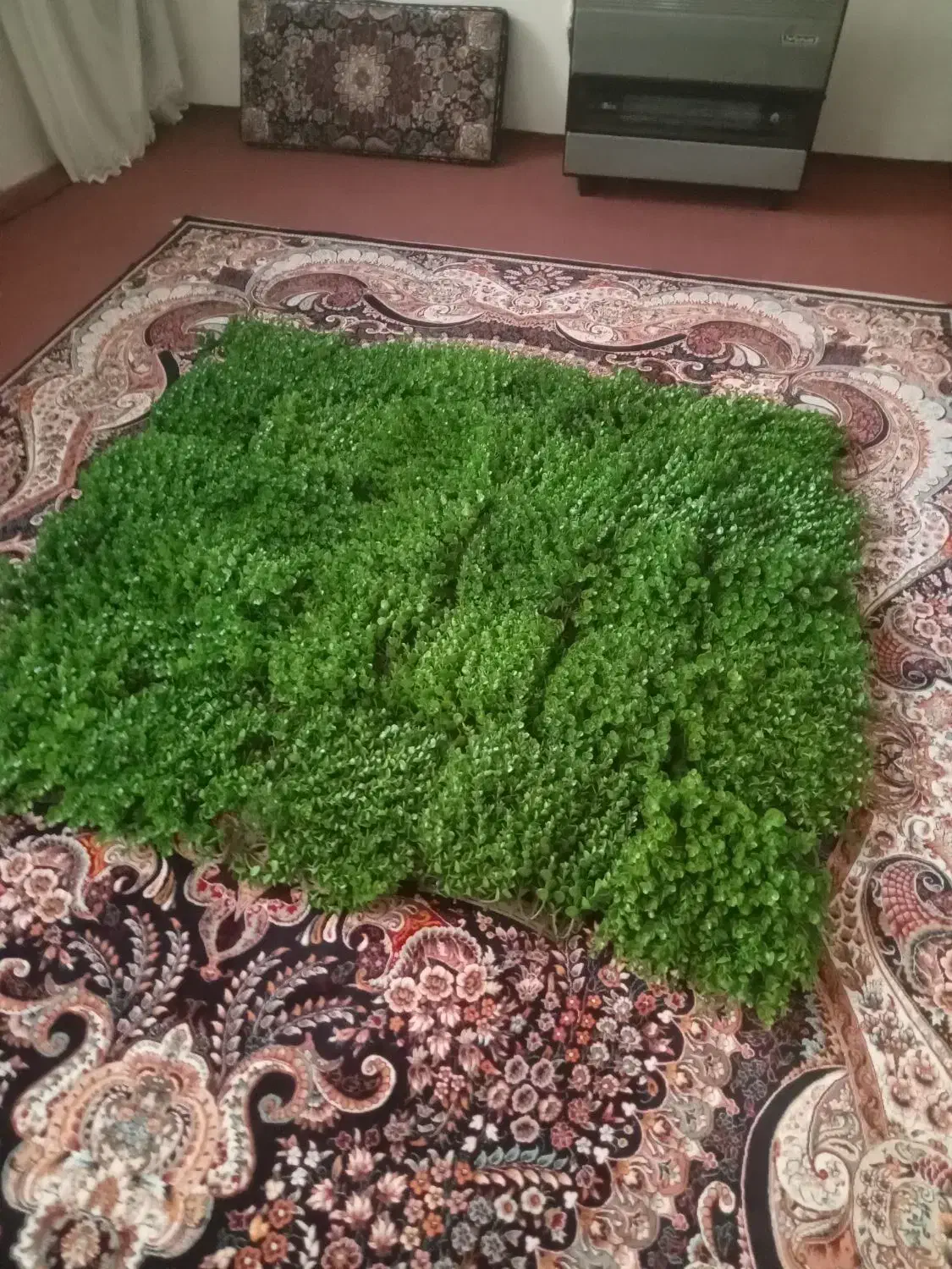 فروش تعدادی سبزه شمشادی|گل مصنوعی|قم, نیروگاه|دیوار