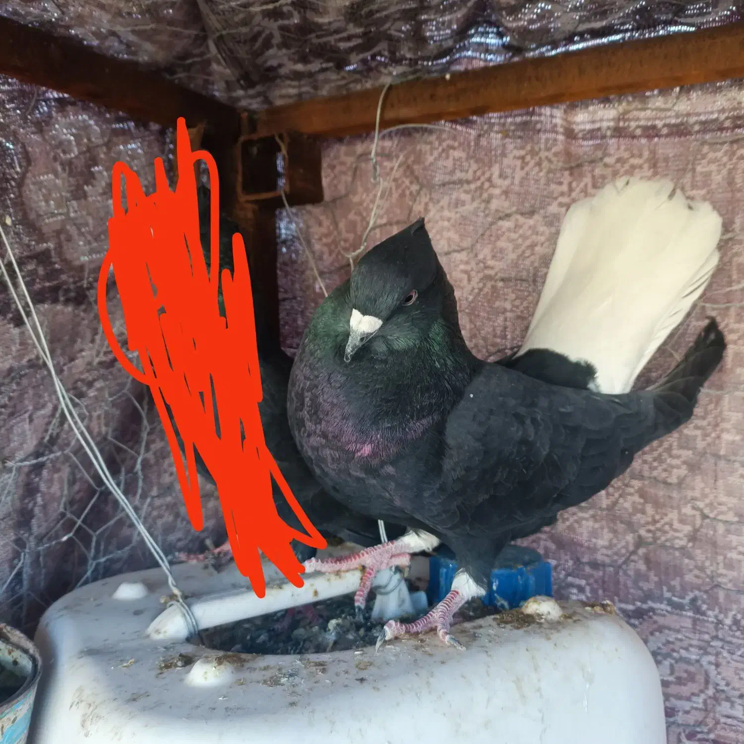 زاغ دم سفید نر|پرنده|سبزوار, توحیدشهر|دیوار