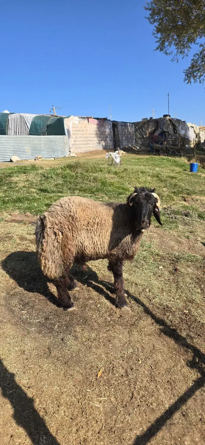 بره|حیوانات مزرعه|چنارود, |دیوار