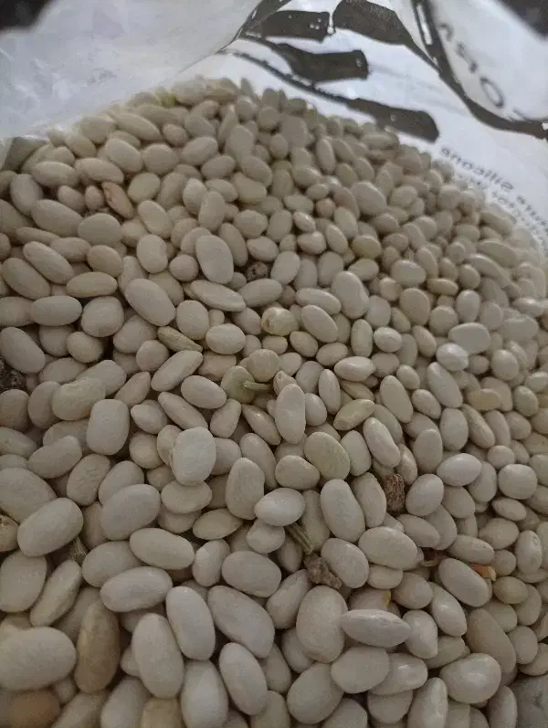 لوبیا سفید|خوردنی و آشامیدنی|فردیس, فردیس|دیوار