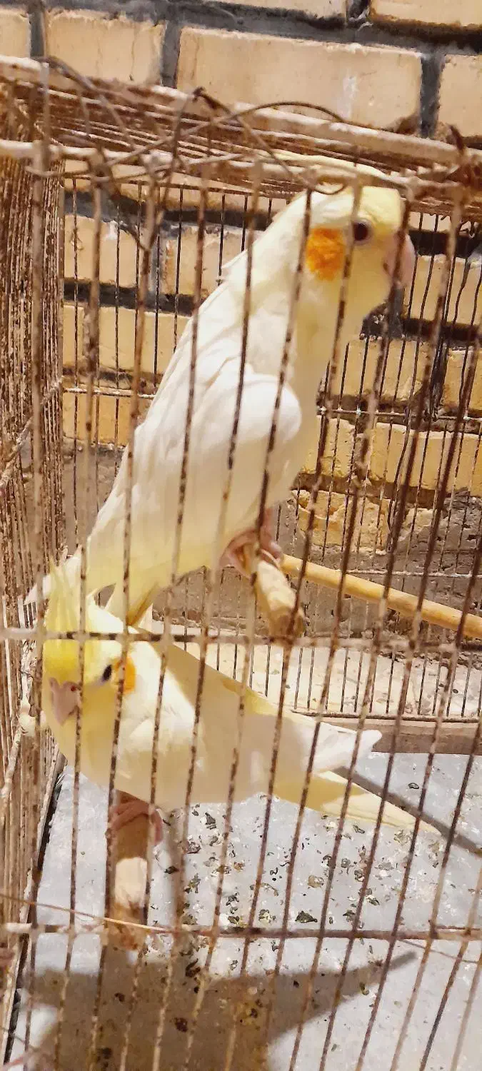 عروس هلندی|پرنده|کارون, |دیوار