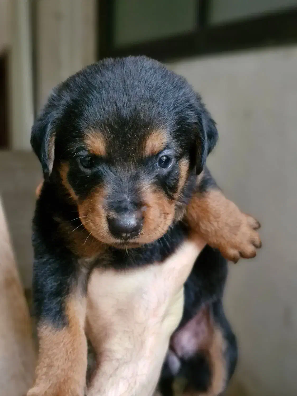 روتوایلر ماده|سگ|رشت, منظریه|دیوار
