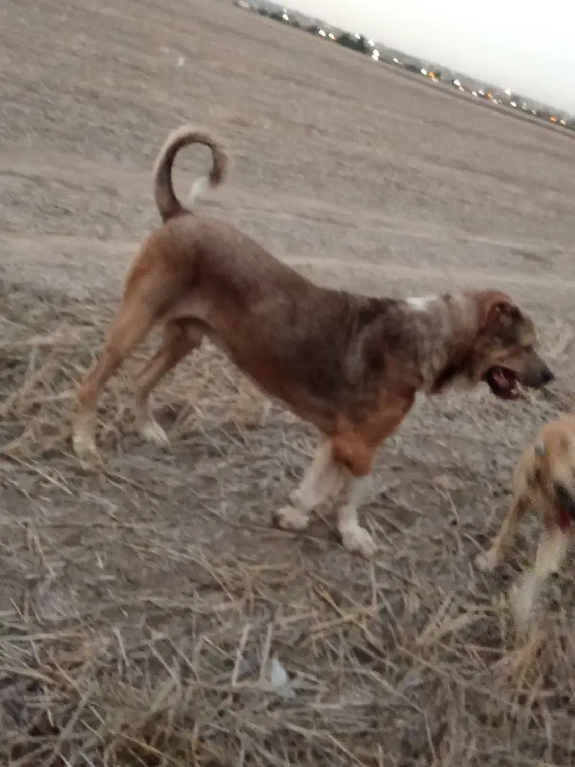 الابای|سگ|مینودشت, |دیوار