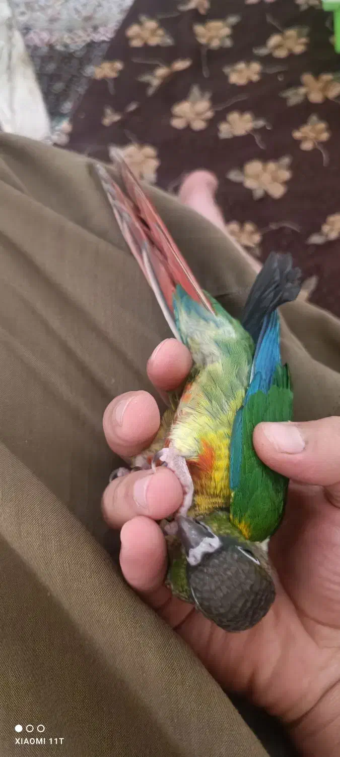 طوطی گرینچیک سه ماه نیم فول اهلی|پرنده|سنندج, |دیوار