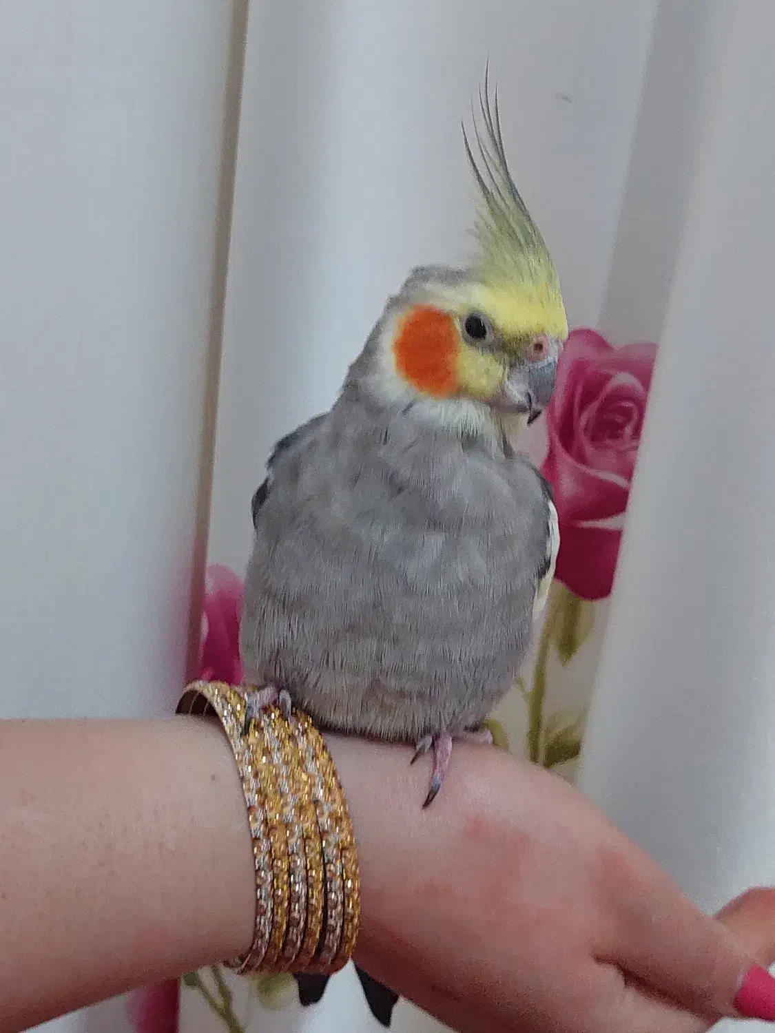 عروس هلندی نر|پرنده|سلمان‌شهر, |دیوار