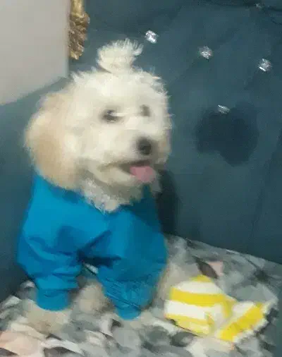 واگذاری سگ|سگ|محمدیه-قزوین, |دیوار