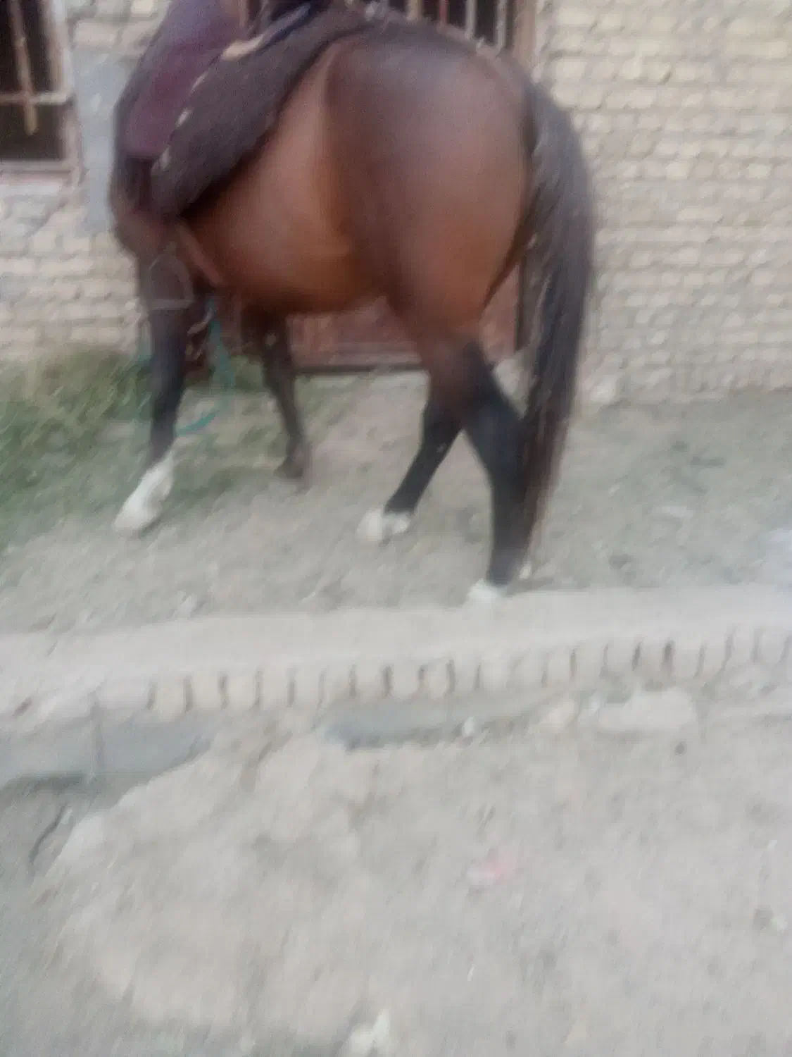 اسب یورقه۳۰ملیون|اسب و تجهیزات اسب‌سواری|مشهد, فردوسی|دیوار