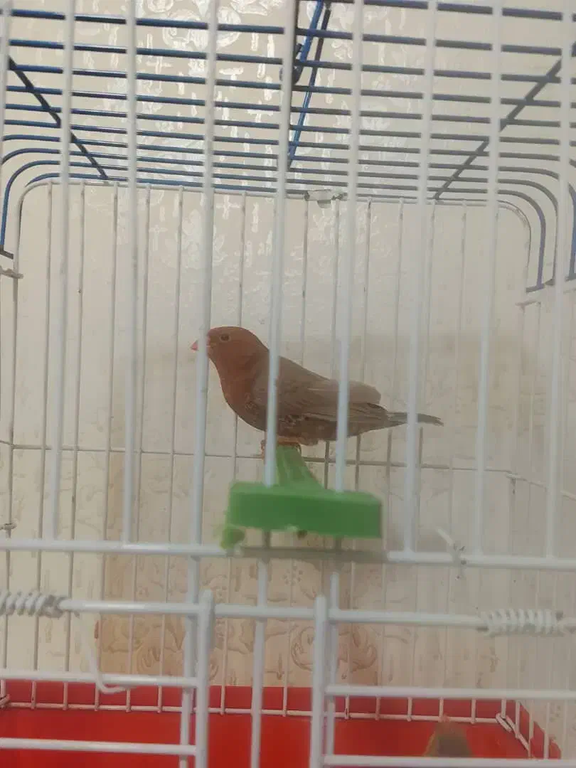 فنج فول اورنج|پرنده|اهواز, کوی مندلی(سه راه خرمشهر)|دیوار